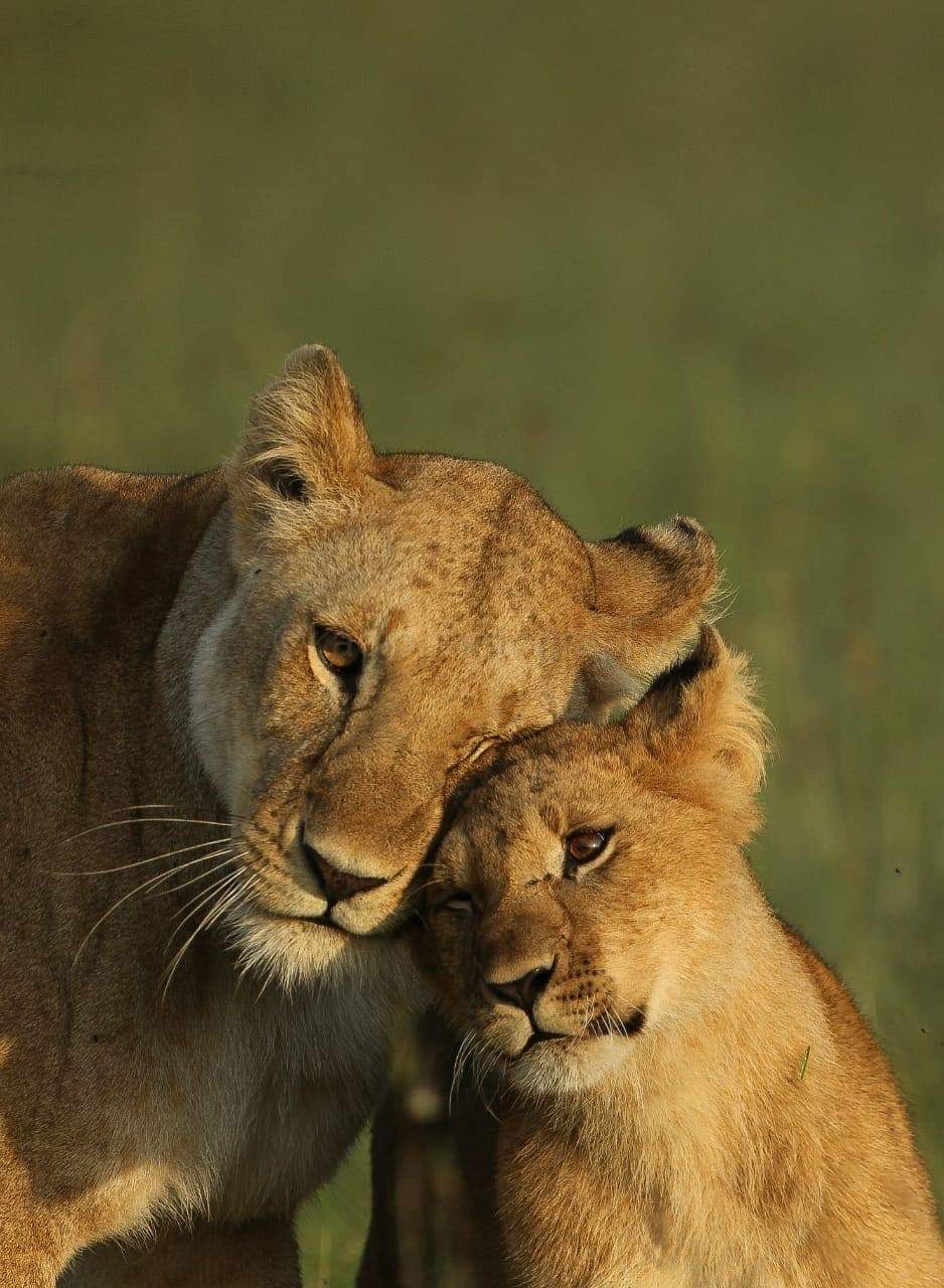 Lions In Masai Mara